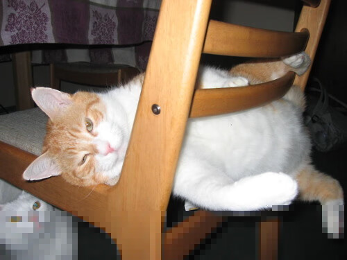 高原马拉松吸引国内外专业选手参赛，马拉松高原训练的利与弊和原则